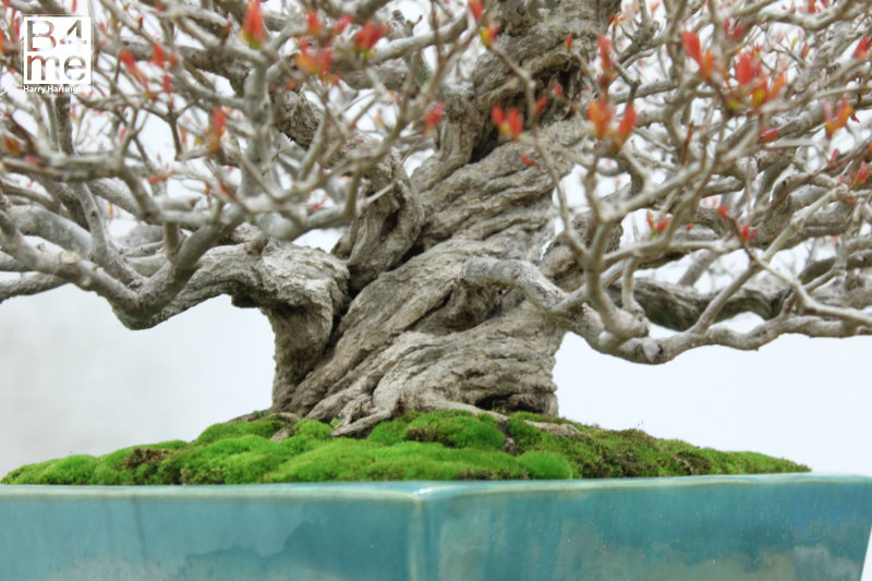 Punica granatum/Pomegranate bonsai